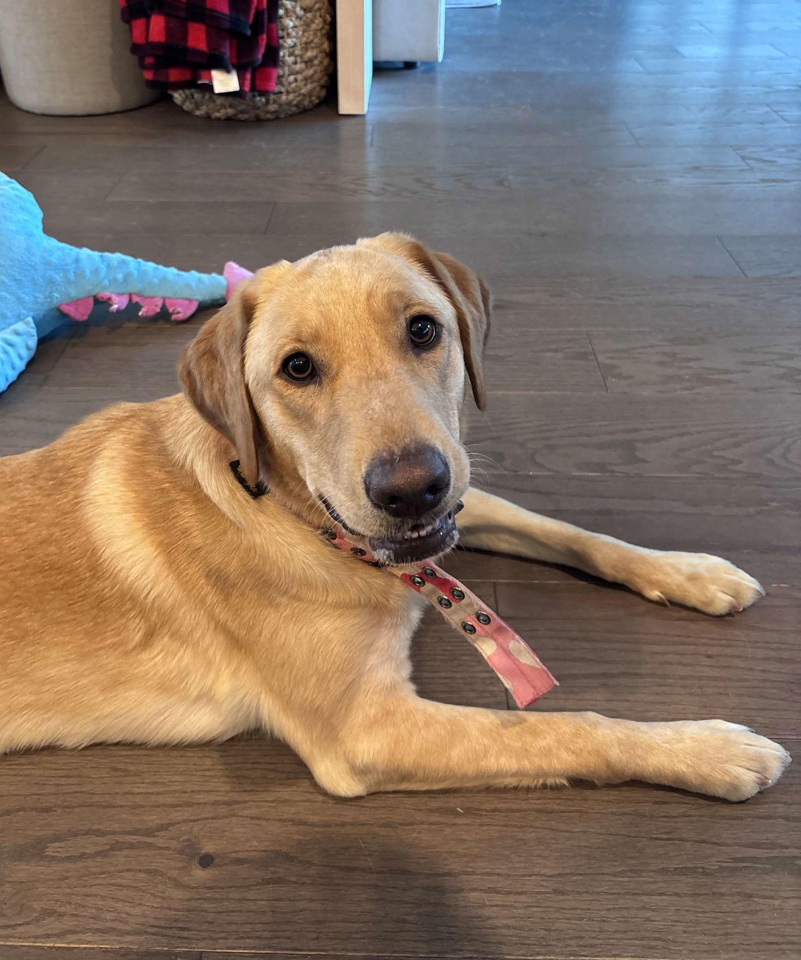 Enlarge Icely, a Adoptable Labrador Retriever in Fort Worth, TX image 2/3