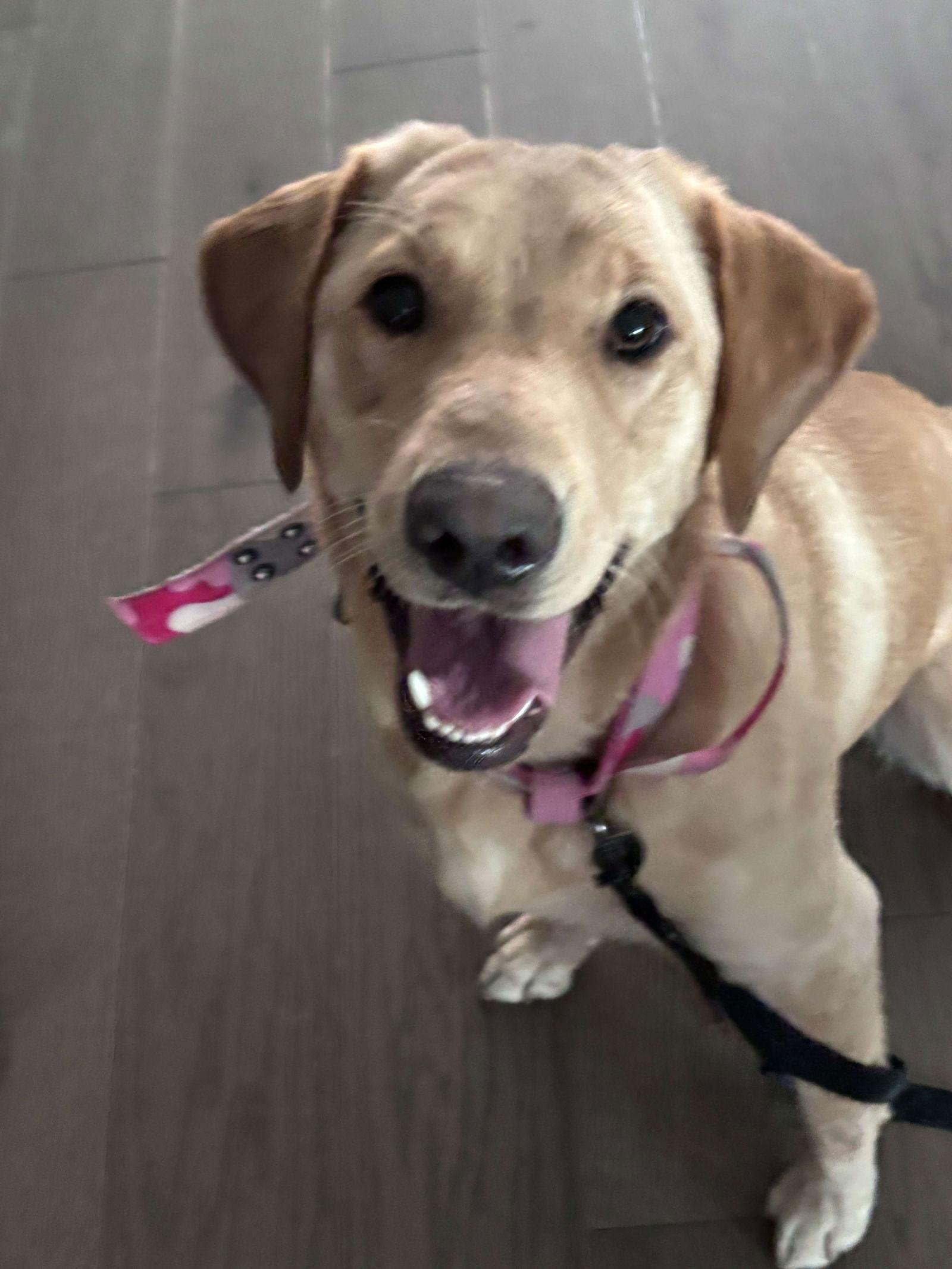 Enlarge Icely, a Adoptable Labrador Retriever in Fort Worth, TX image 3/3