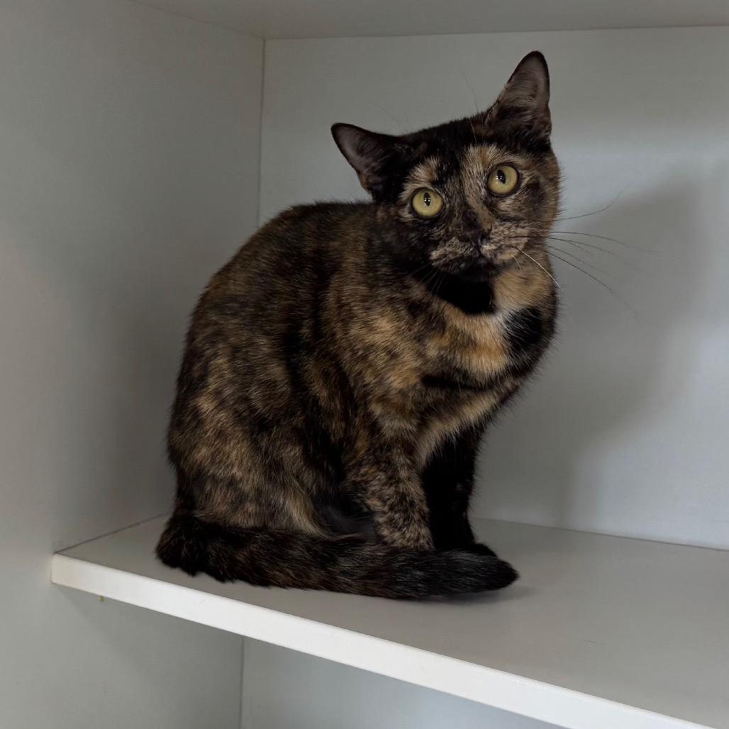 Svetlana, Adoptable, Adult Female Domestic Short Hair.