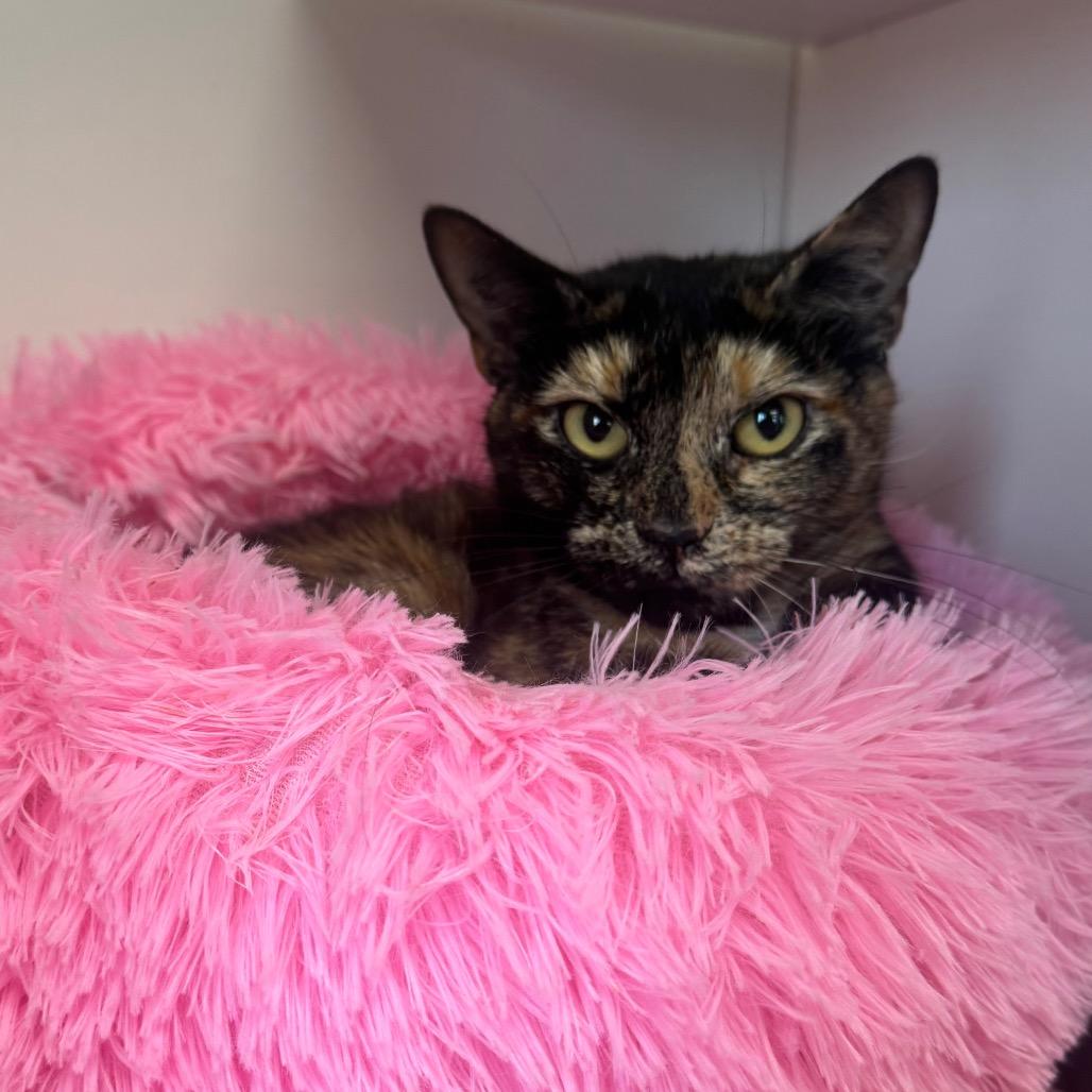 Enlarge Svetlana, a Adoptable Domestic Short Hair in Easton, PA image 2/3