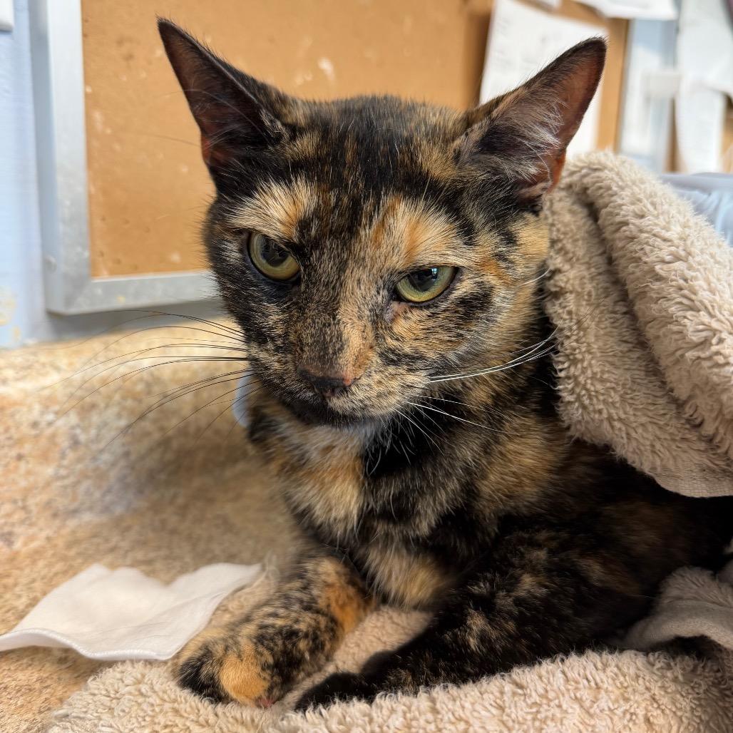 Enlarge Svetlana, a Adoptable Domestic Short Hair in Easton, PA image 3/3