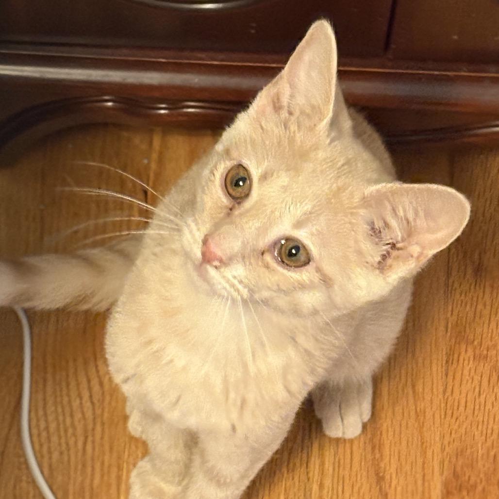 Navy, a Adoptable Domestic Short Hair in La Grange, KY image 1/3