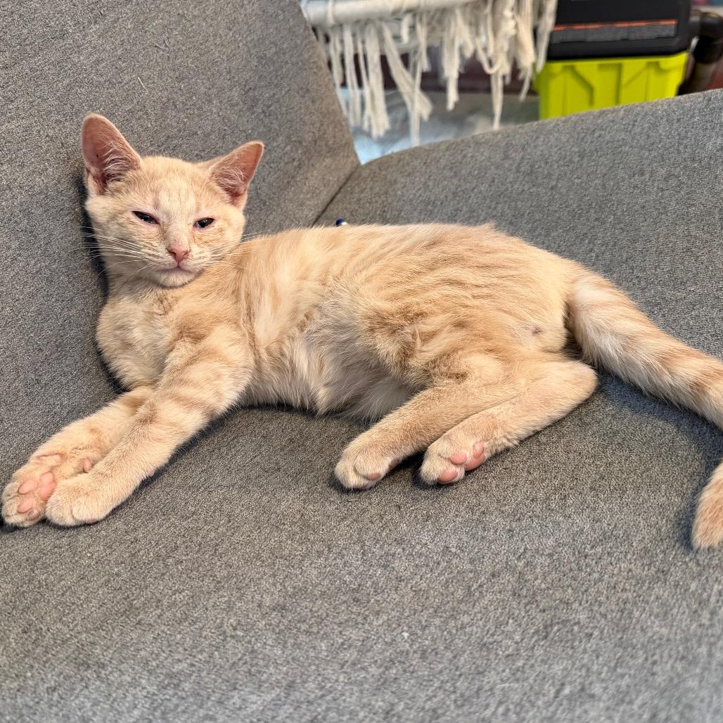 Navy, a Adoptable Domestic Short Hair in La Grange, KY image 2/3