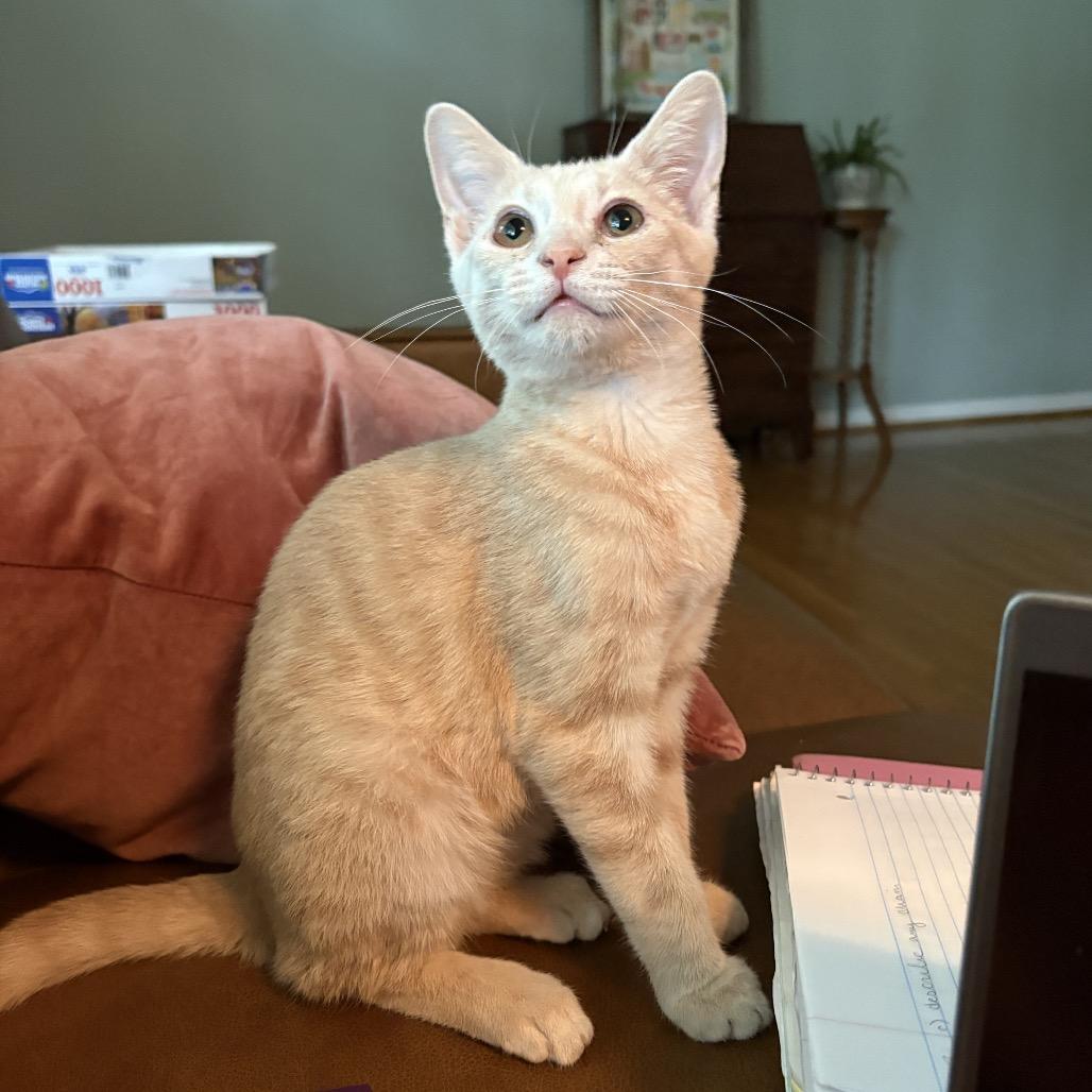 Enlarge Navy, a Adoptable Domestic Short Hair in La Grange, KY image 3/4