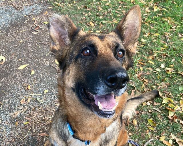 Enlarge ARIA, a Adoptable German Shepherd Dog in Martinez, CA image 1/1