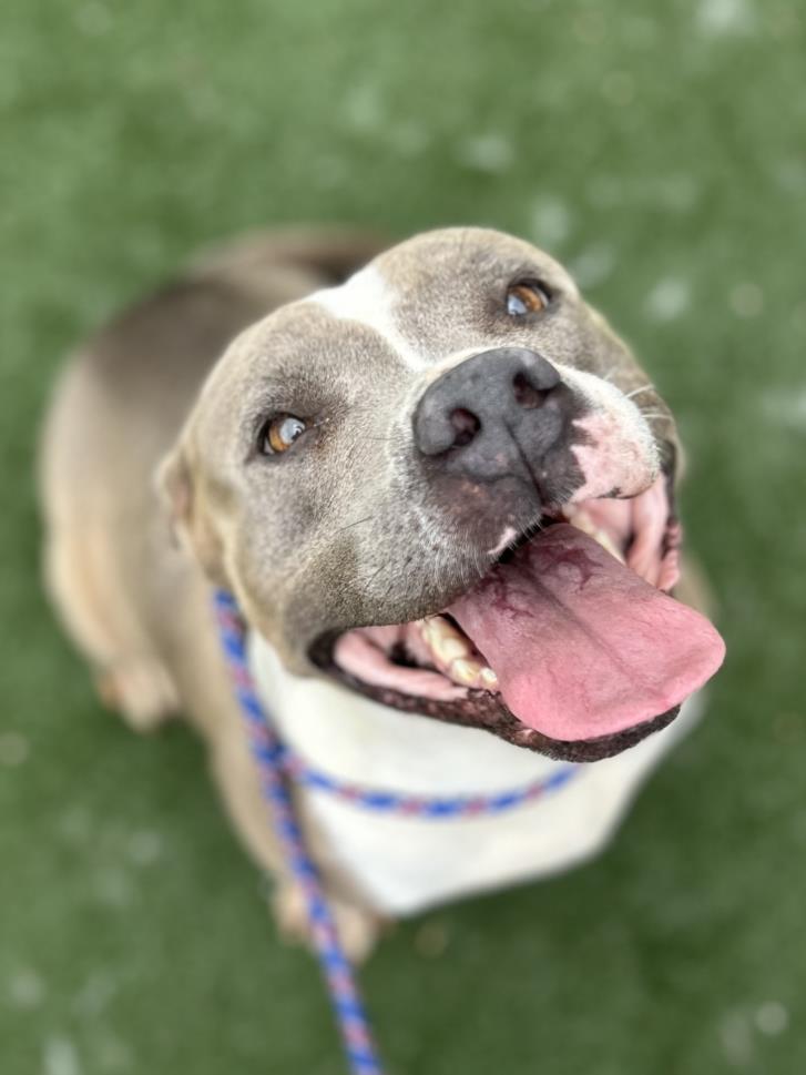 Enlarge SAPPHIRE ROPER, a Adoptable mixed breed in Texas City, TX image 2/2