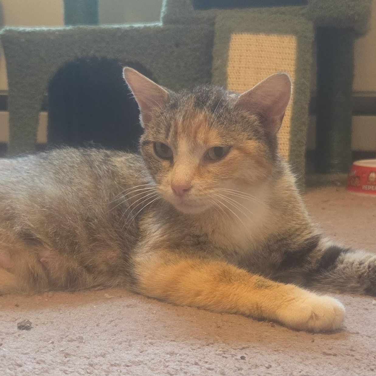 Enlarge Sapphire, a ADOPTABLE Domestic Short Hair in Sauk City, WI image 2/3