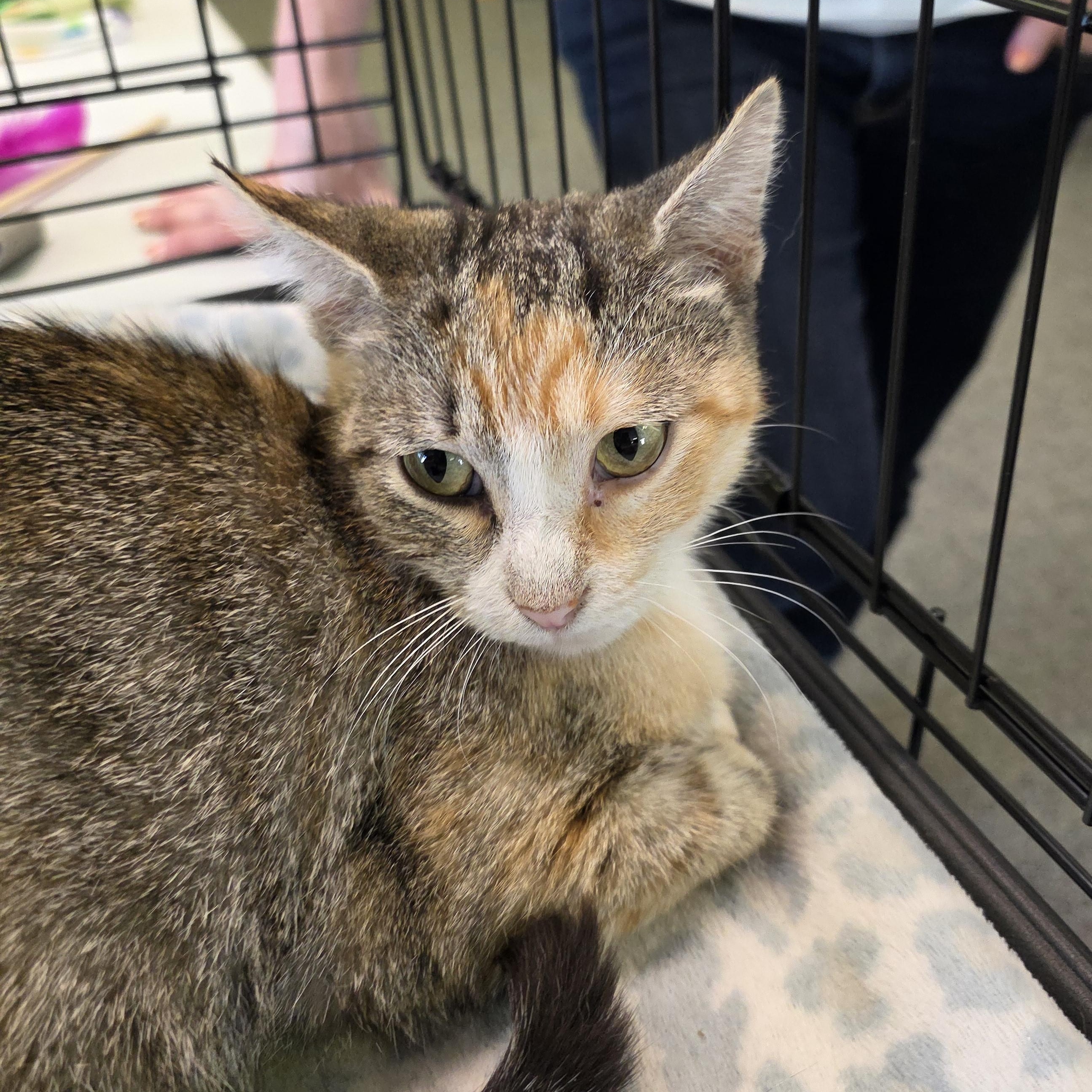 Sapphire, ADOPTABLE, Adult Female Domestic Short Hair.