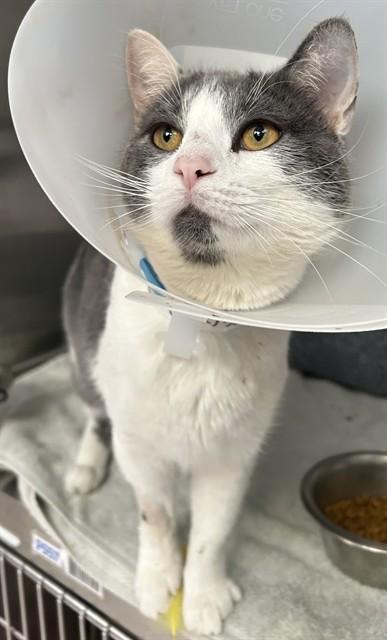 Enlarge STITCH, a Adoptable Domestic Short Hair in Pueblo, CO image 1/1