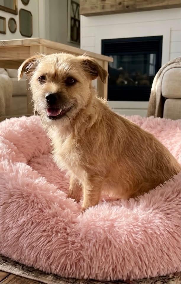 Enlarge Dolly, a Adoptable mixed breed in Rockwall, TX image 1/2