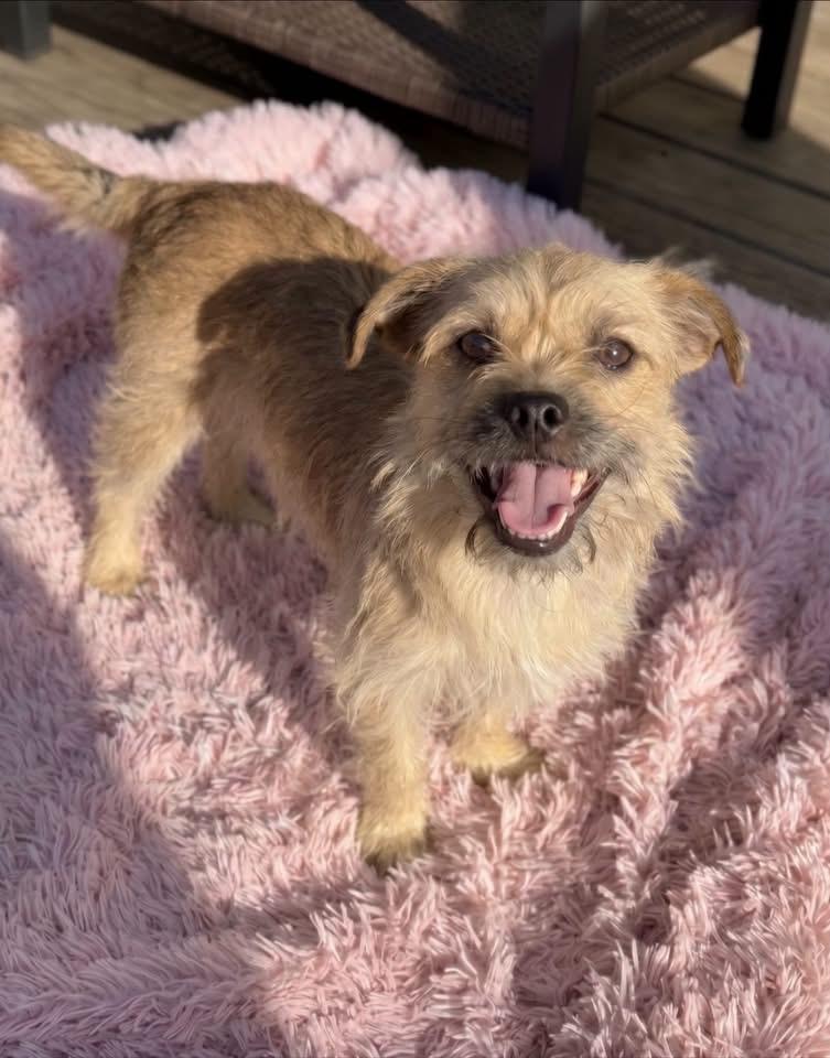 Enlarge Dolly, a Adoptable mixed breed in Rockwall, TX image 2/2