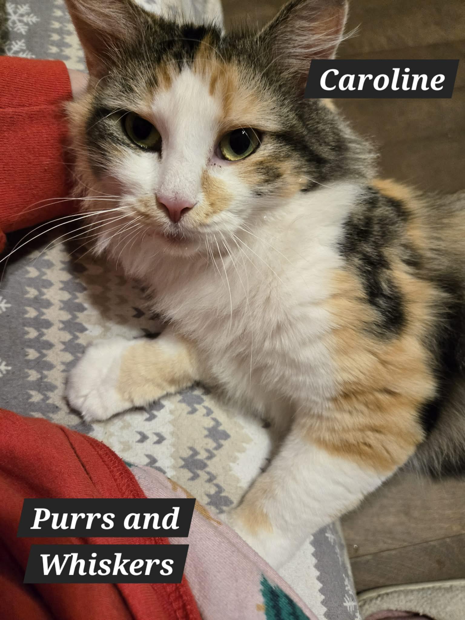 Caroline, ADOPTABLE, Young Female Domestic Long Hair.