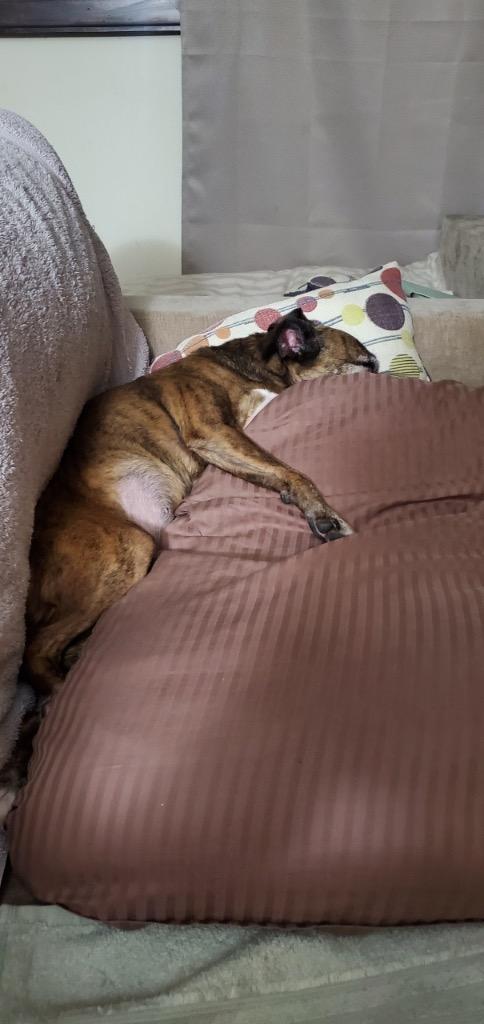Enlarge Saydee, a Adoptable mixed breed in Manhattan Beach, CA image 1/4
