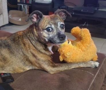 Enlarge Saydee, a Adoptable mixed breed in Manhattan Beach, CA image 2/4