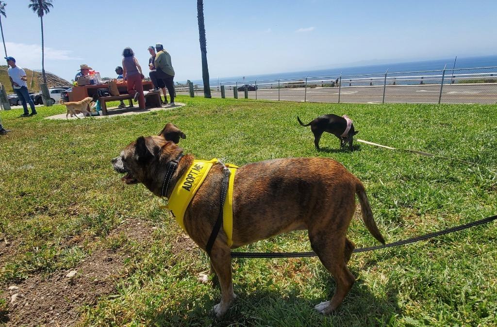 Enlarge Saydee, a Adoptable mixed breed in Manhattan Beach, CA image 3/4