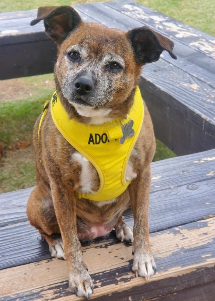 Enlarge Saydee, a Adoptable mixed breed in Manhattan Beach, CA image 3/4