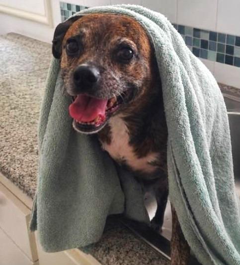 Enlarge Saydee, a Adoptable mixed breed in Manhattan Beach, CA image 4/4