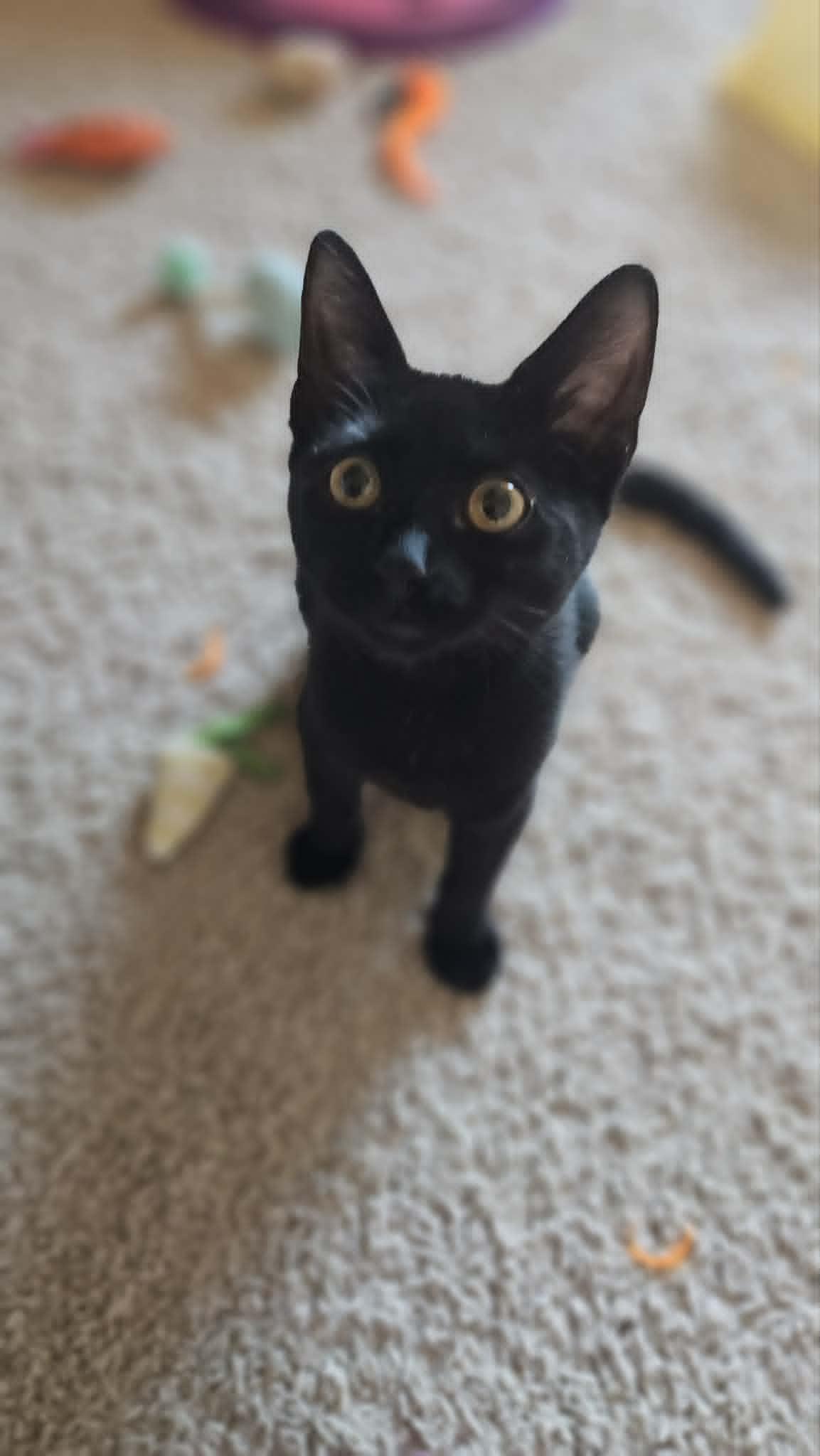 Everly, ADOPTABLE, Young Female Domestic Short Hair.