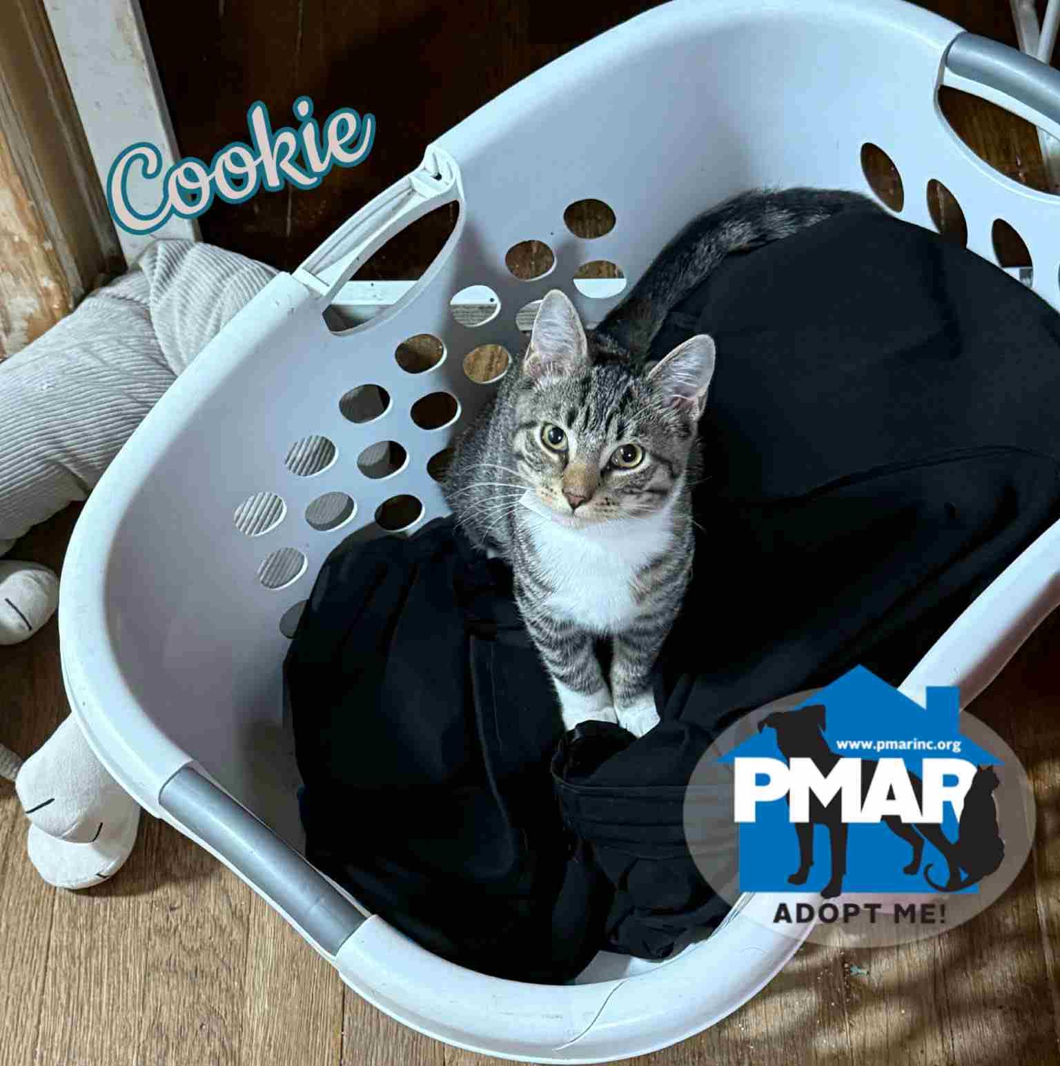 Cookie, Adoptable, Kitten Female Domestic Short Hair.