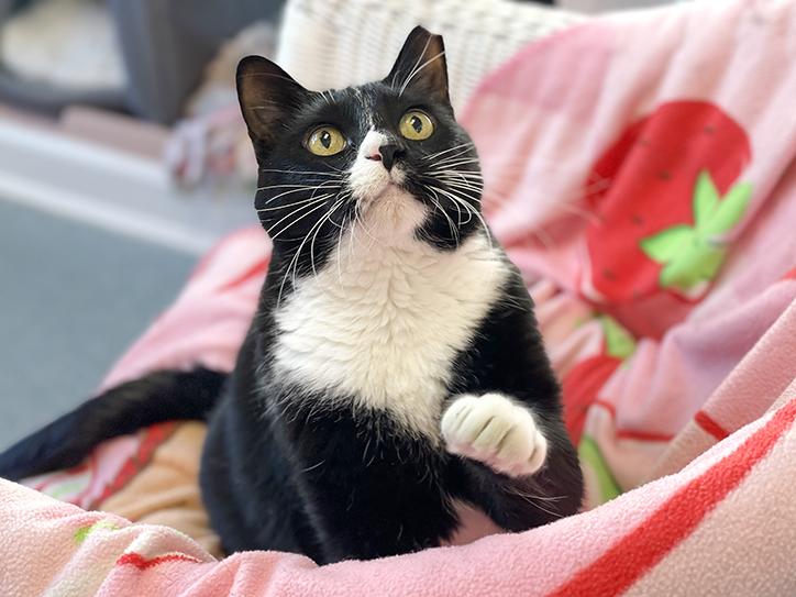 Enlarge Pi, an adoptable Domestic Short Hair in Charles Town, WV image 1/5