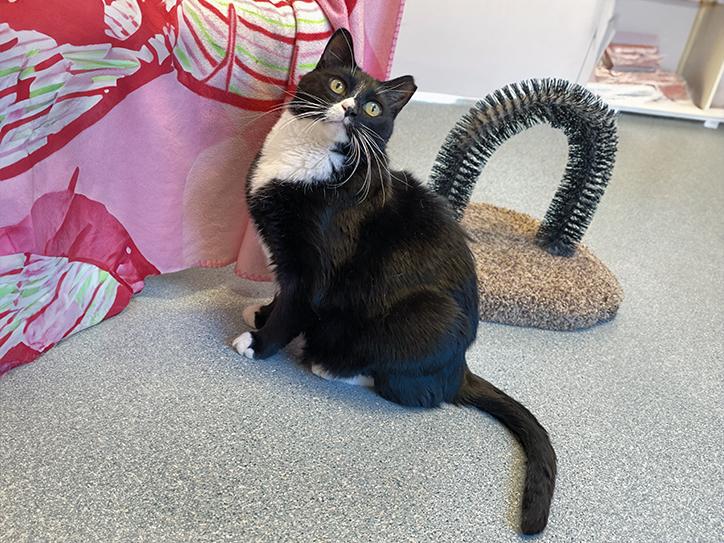 Enlarge Pi, an adoptable Domestic Short Hair in Charles Town, WV image 2/5