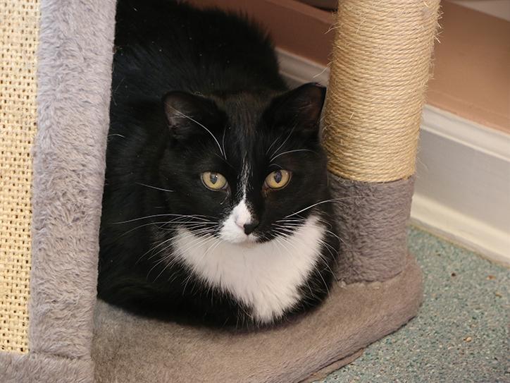 Enlarge Pi, an adoptable Domestic Short Hair in Charles Town, WV image 3/5