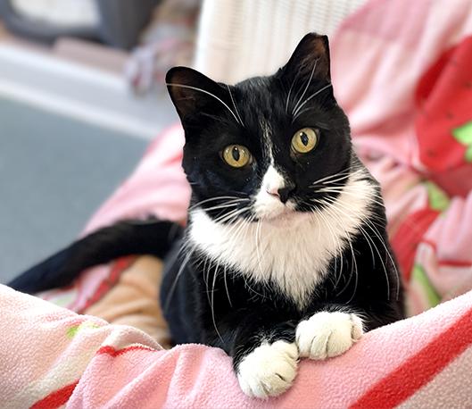 Enlarge Pi, an adoptable Domestic Short Hair in Charles Town, WV image 4/5