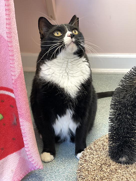Enlarge Pi, an adoptable Domestic Short Hair in Charles Town, WV image 5/5