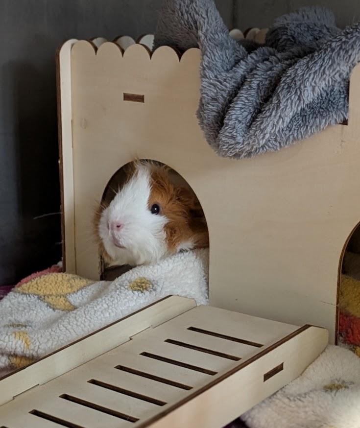Cindy, Adoptable, Adult Female Guinea Pig.
