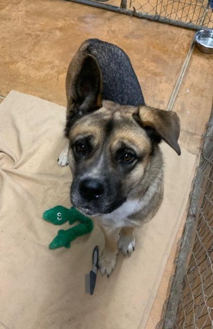 Akira, Adoptable, Adult Female Akita & Shepherd.
