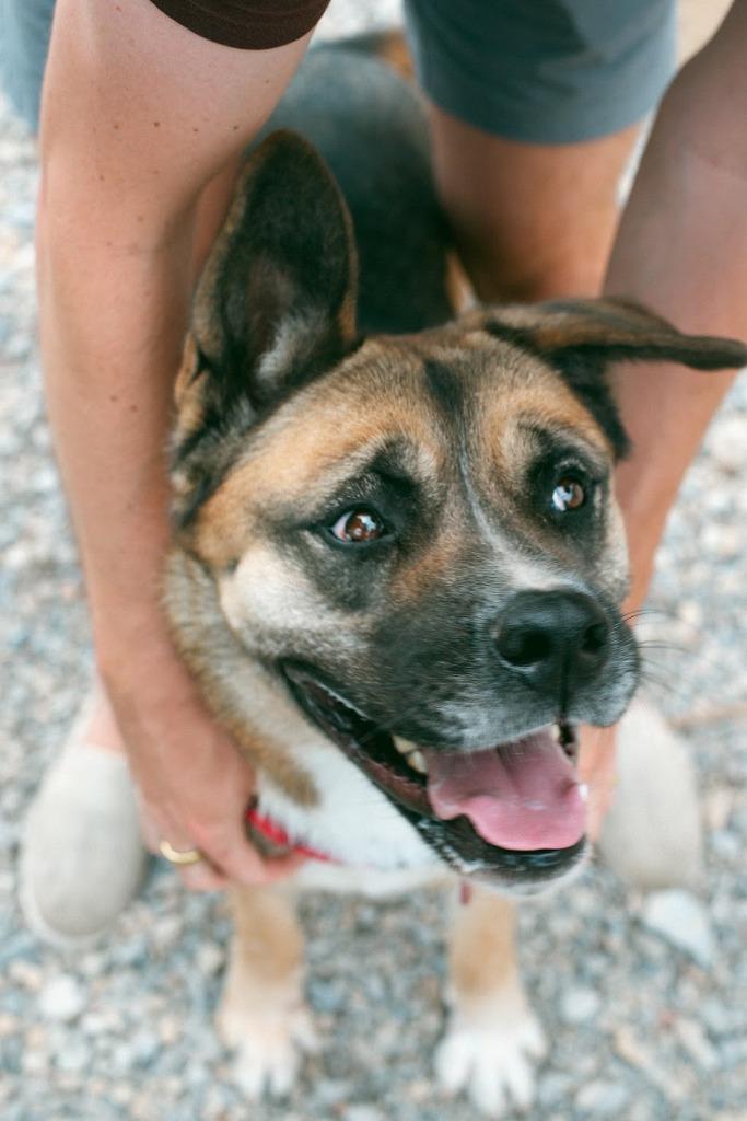 Enlarge Akira, a Adoptable mixed breed in Thayne, WY image 2/6