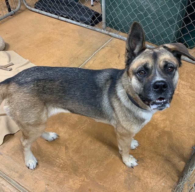 Enlarge Akira, a Adoptable mixed breed in Thayne, WY image 3/6