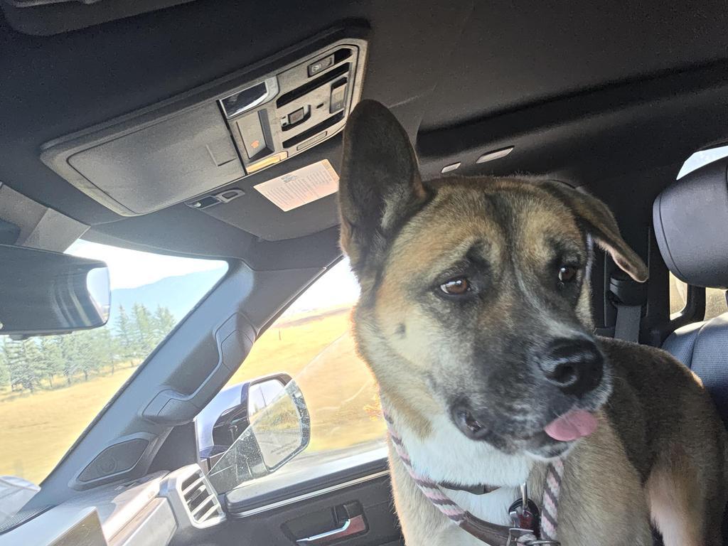 Enlarge Akira, a Adoptable mixed breed in Thayne, WY image 4/6