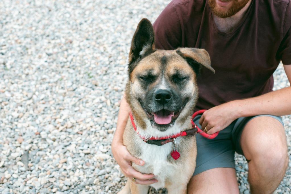 Enlarge Akira, a Adoptable mixed breed in Thayne, WY image 6/6