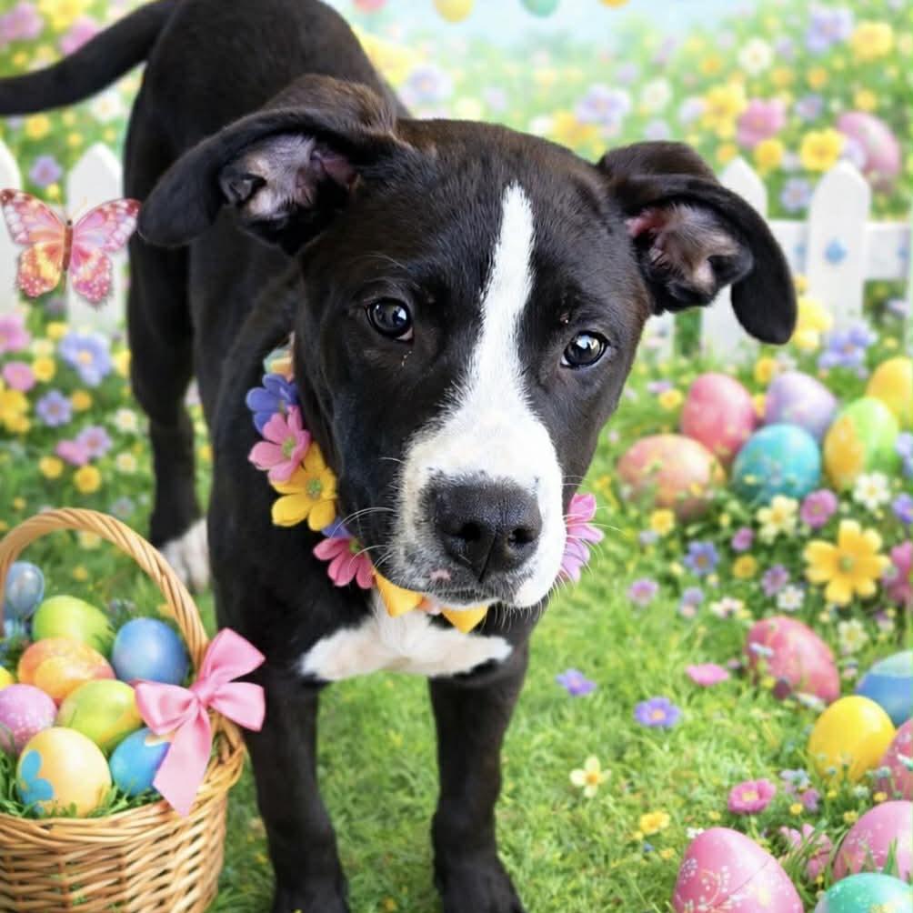 Enlarge Mr. Peech, a Adoptable mixed breed in Hinesville, GA image 1/2