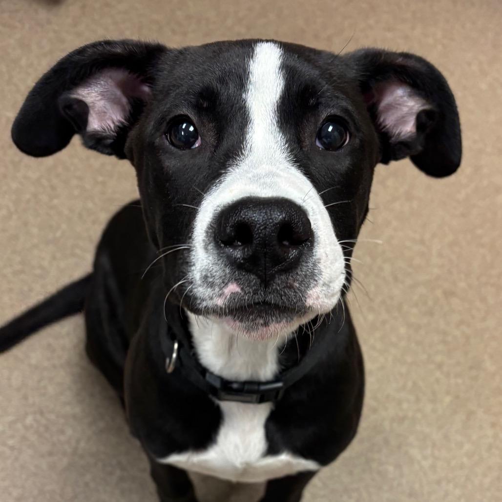 Enlarge Mr. Peech, a Adoptable mixed breed in Hinesville, GA image 2/2