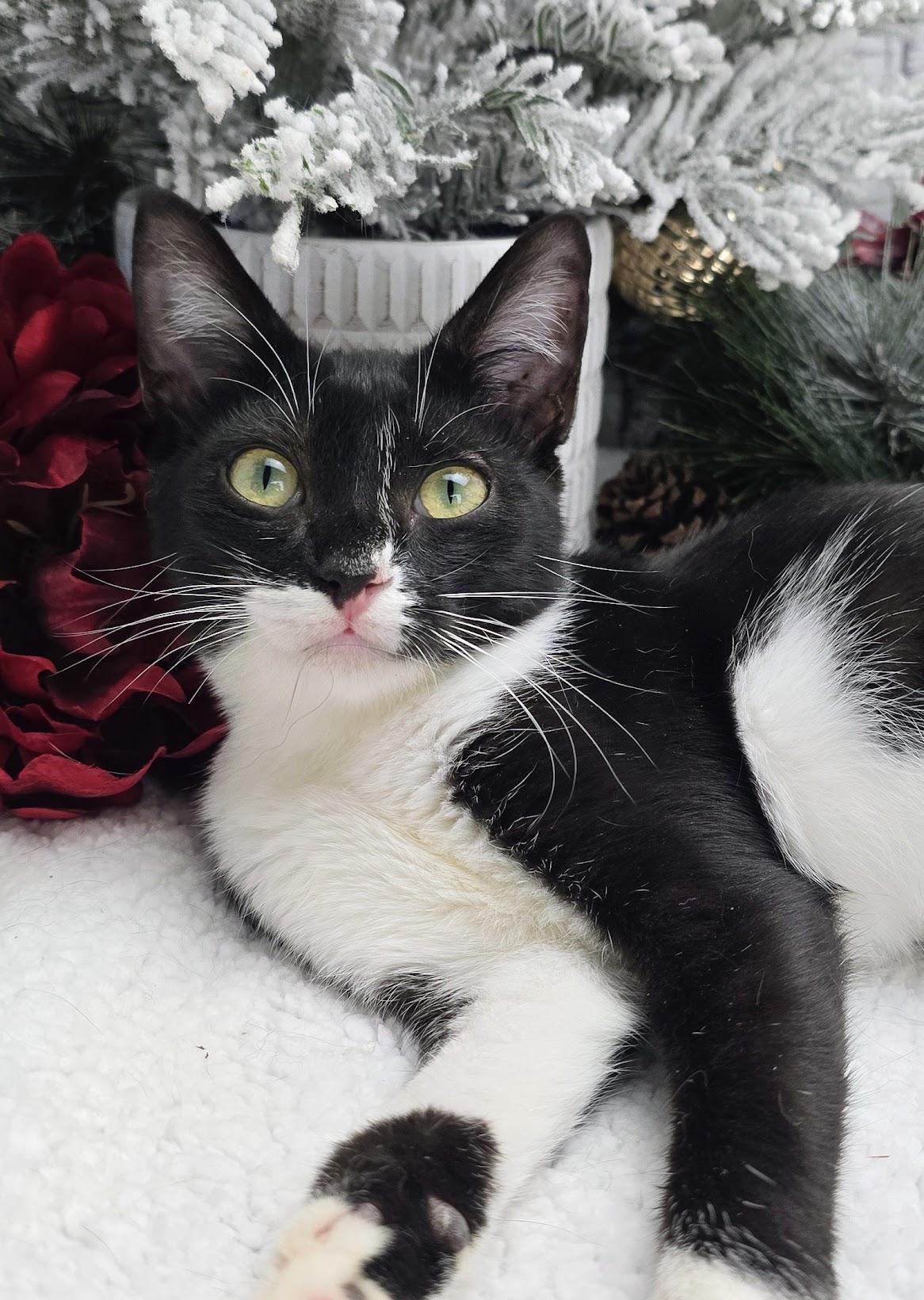 Daphne, Adoptable, Kitten Female Domestic Short Hair.