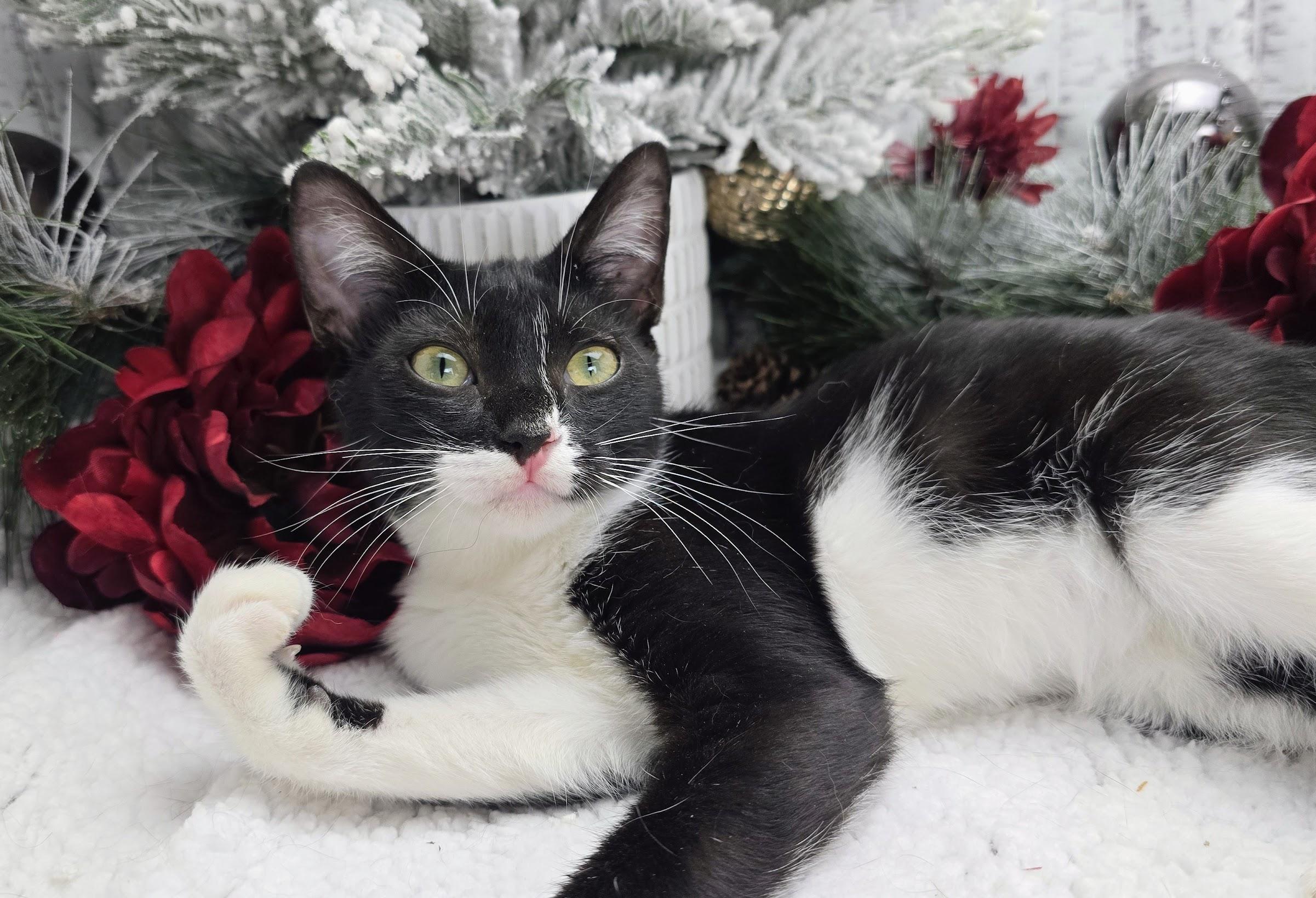 Enlarge Daphne, a Adoptable Domestic Short Hair in Ocean Springs, MS image 2/6