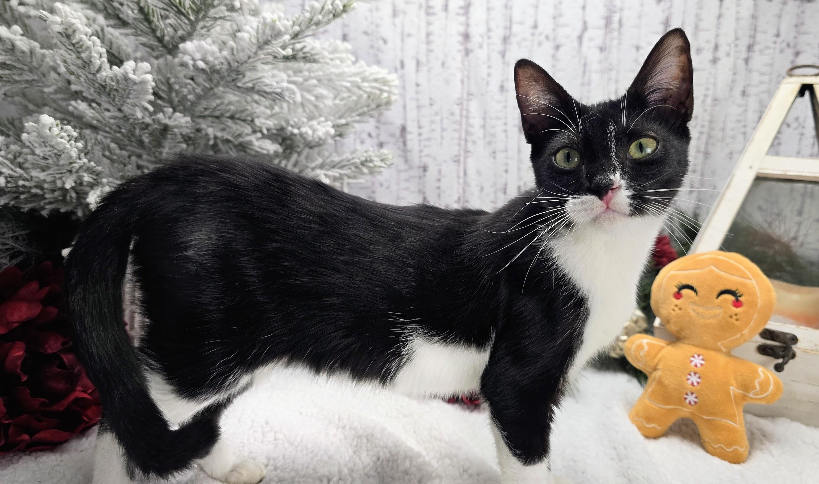 Enlarge Daphne, a Adoptable Domestic Short Hair in Ocean Springs, MS image 3/6