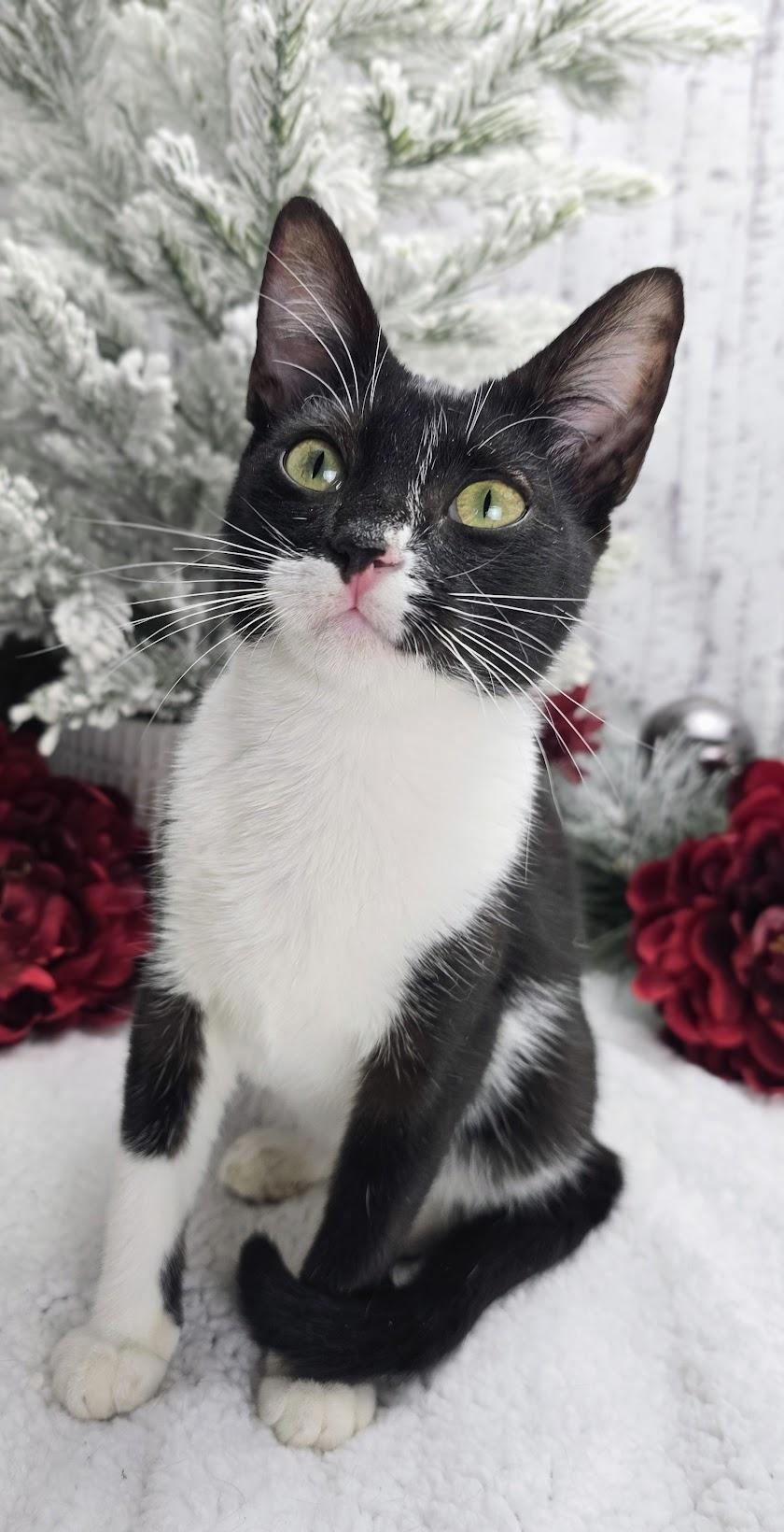 Enlarge Daphne, a Adoptable Domestic Short Hair in Ocean Springs, MS image 5/6