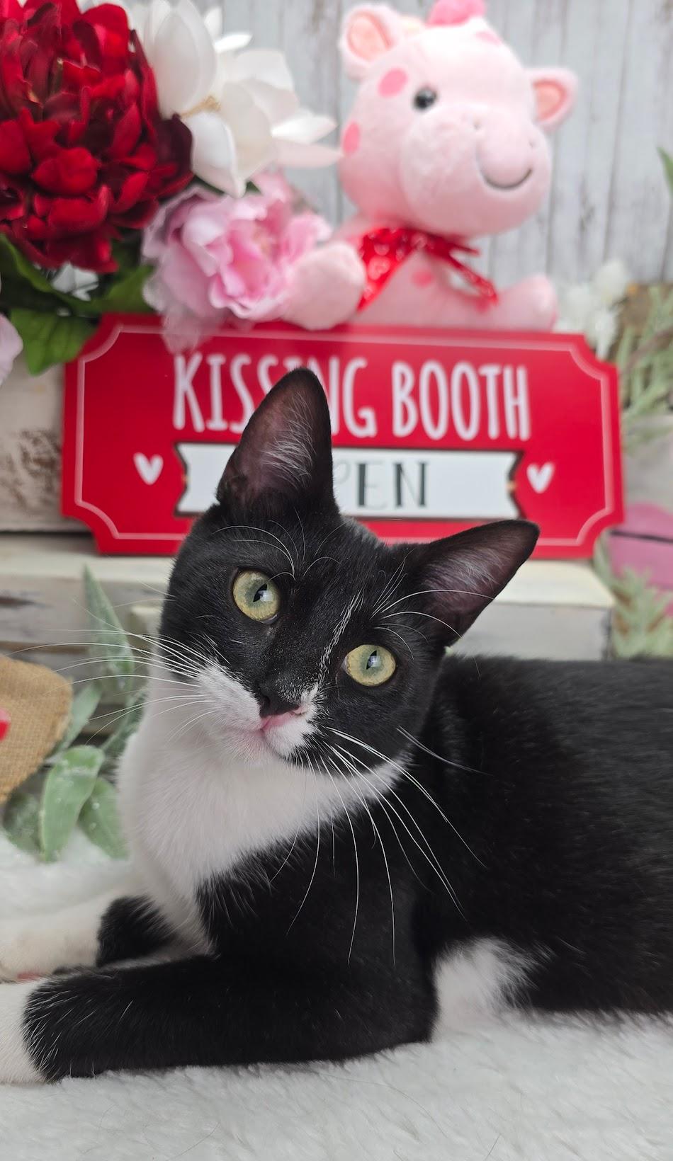 Daphne the Petite Princess, Adoptable, Kitten Female Domestic Short Hair.