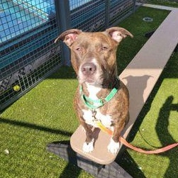 Puppuccino thumbnail 6