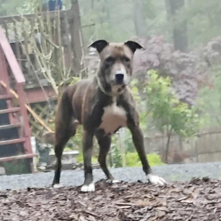 Puppuccino thumbnail 3