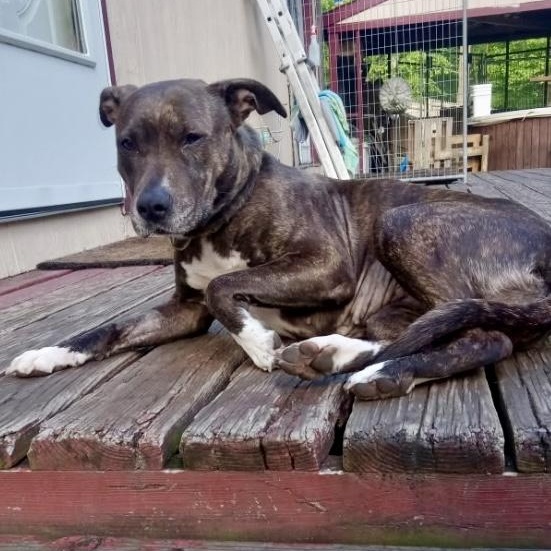 Puppuccino, Adult Female Mountain Cur