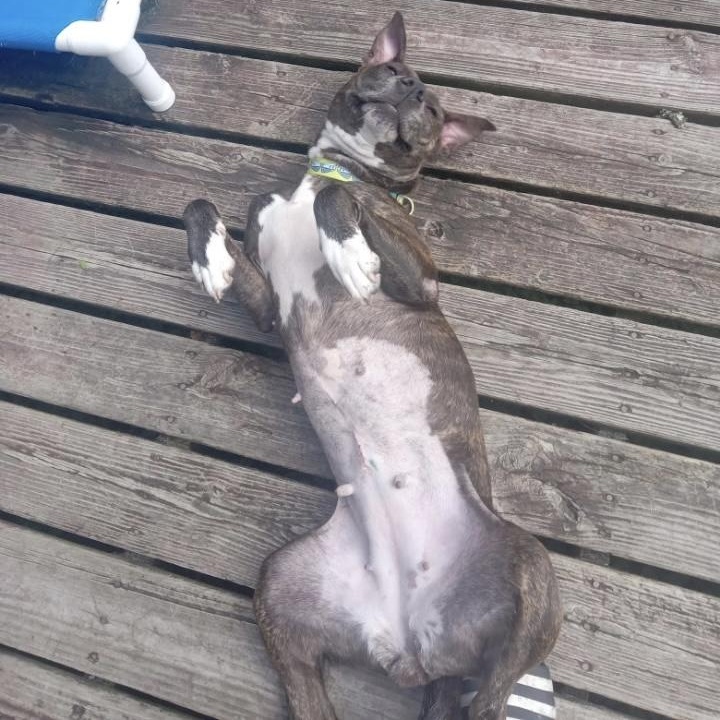 Puppuccino
