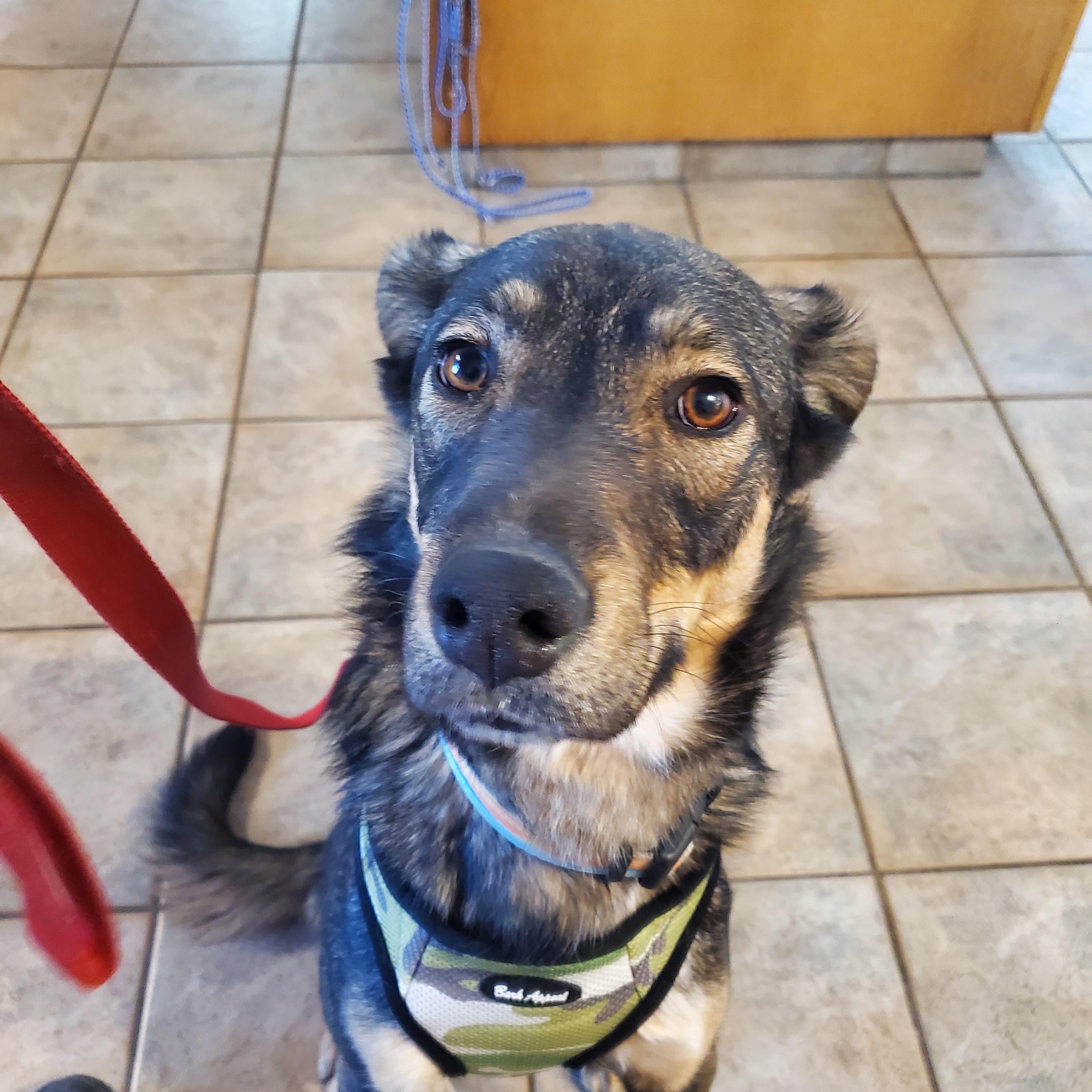 Thackery, ADOPTABLE, Young Male German Shepherd Dog.