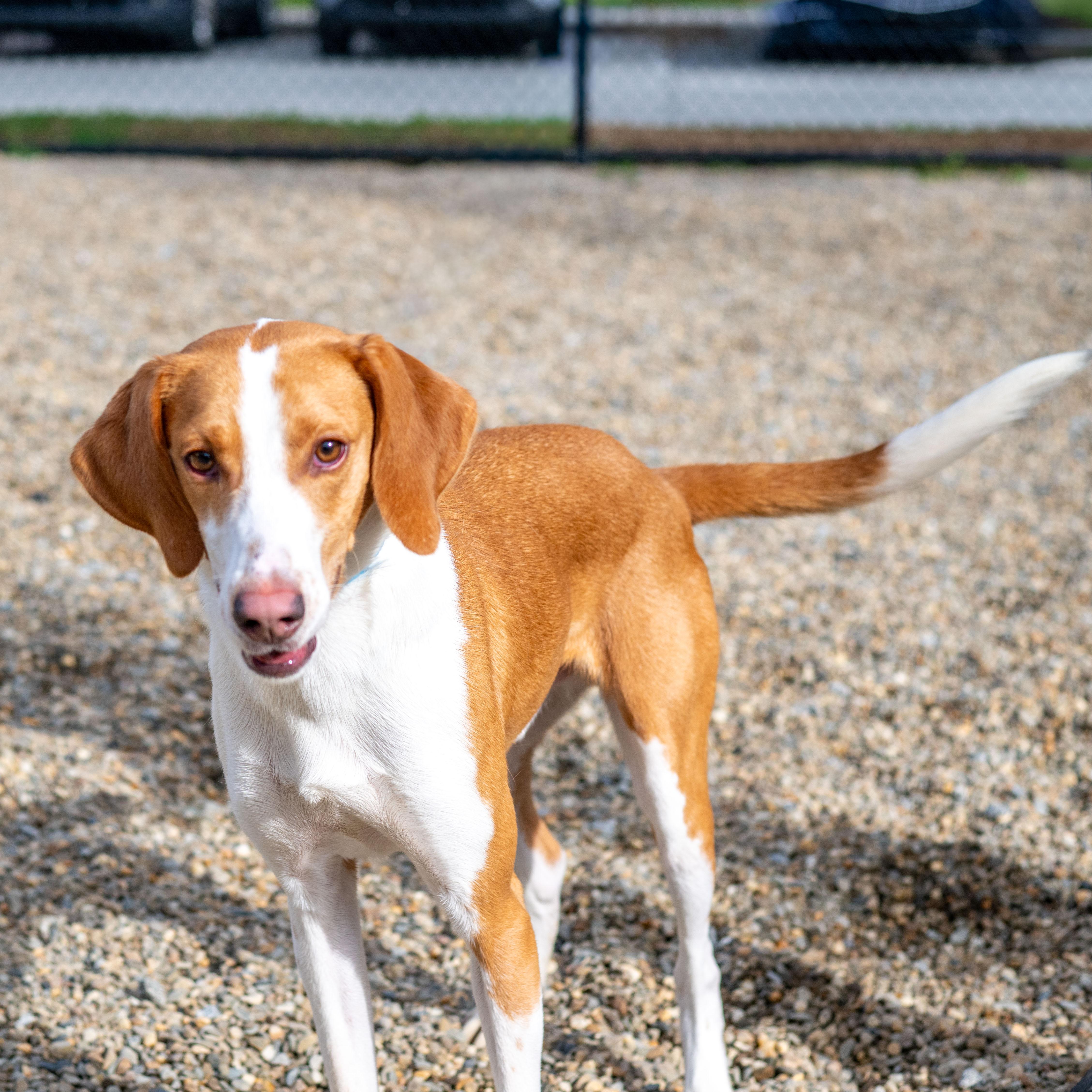 Howie, Adoptable, Adult Male Hound.