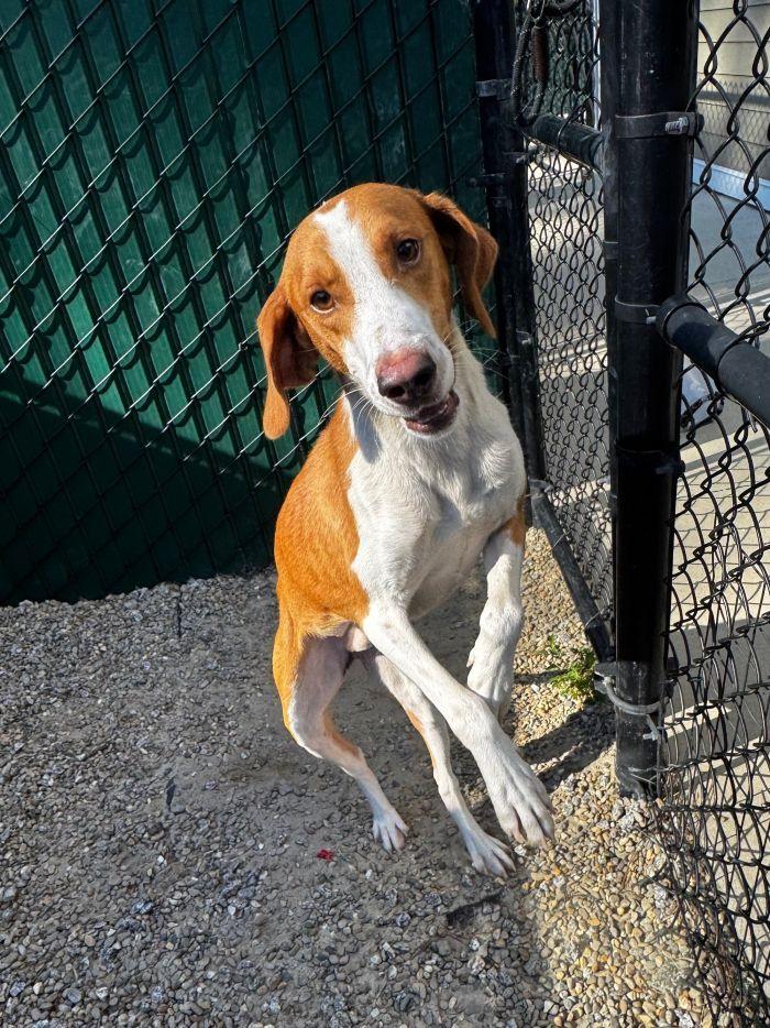 Howie, Adoptable, Adult Male Hound.
