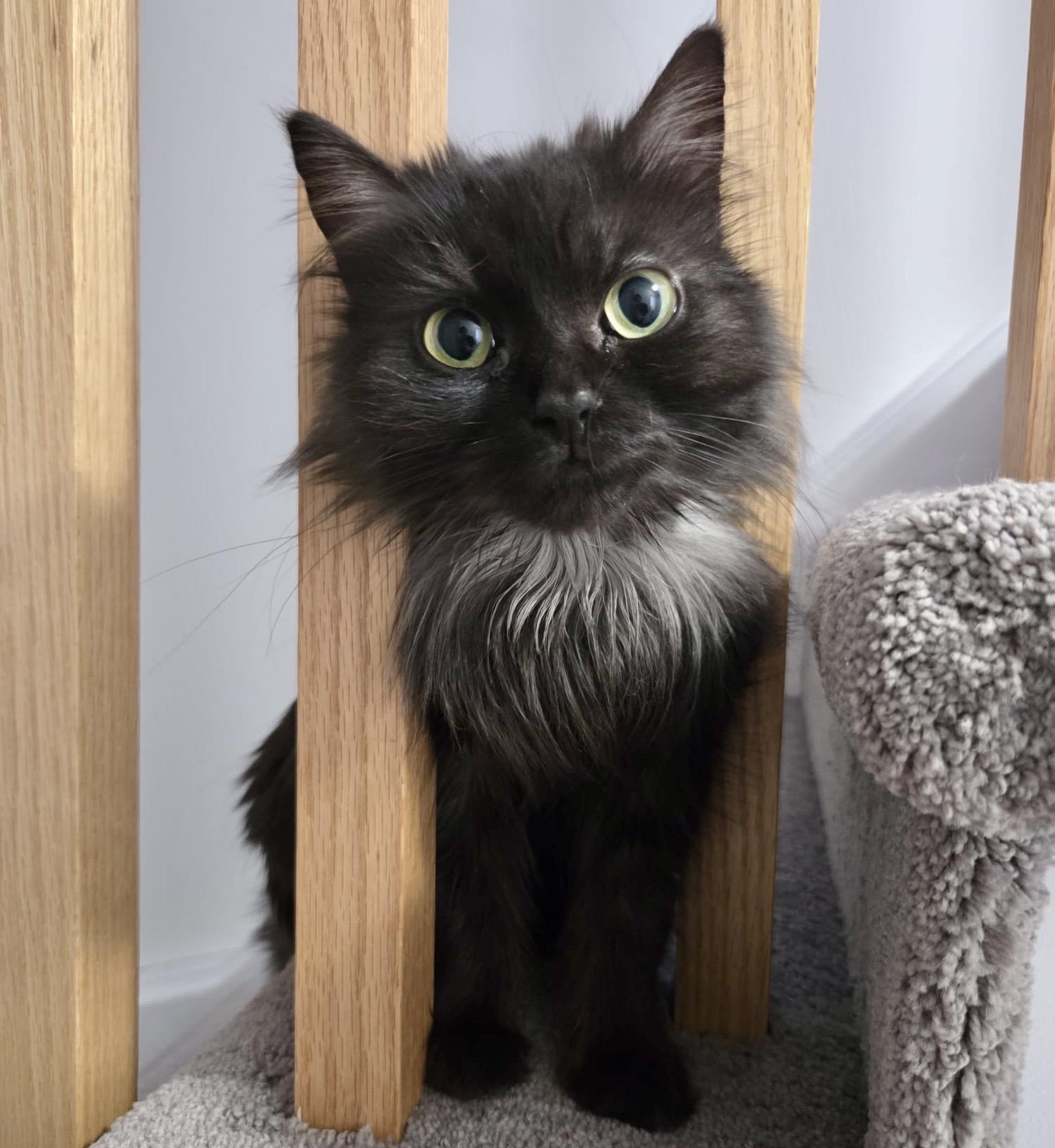 Willow, an adopted mixed breed in Toronto, ON image 2/6