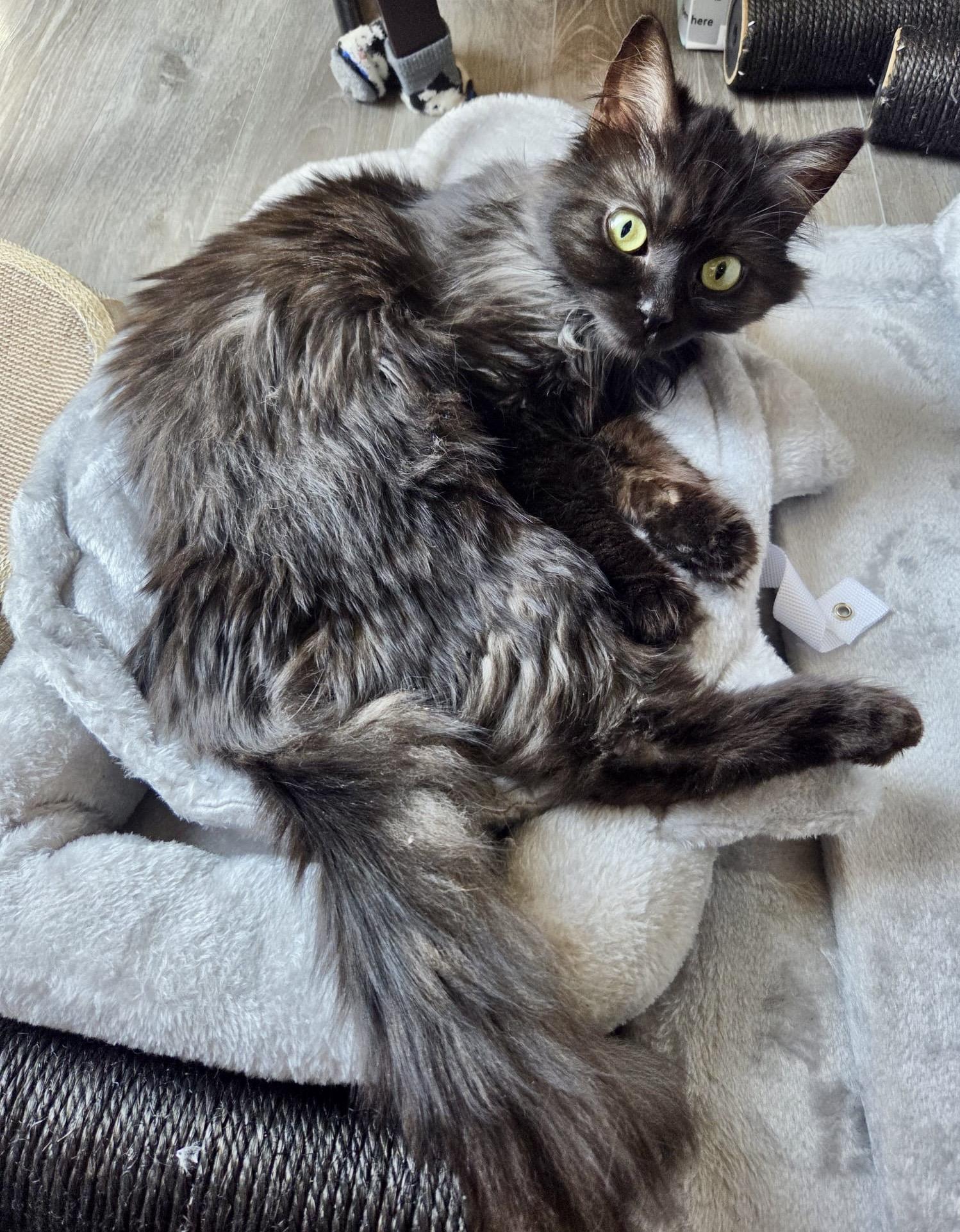 Willow, an adopted mixed breed in Toronto, ON image 5/6